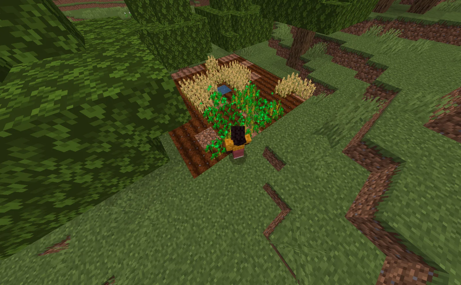 sneak-03-crops-growing.webp