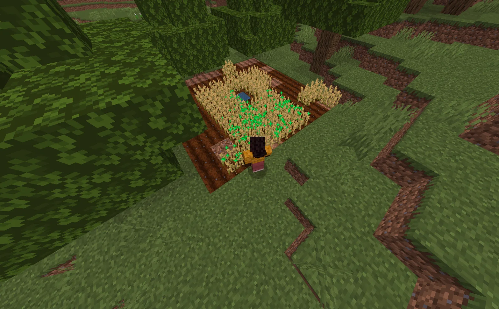 sneak-05-saplings.webp